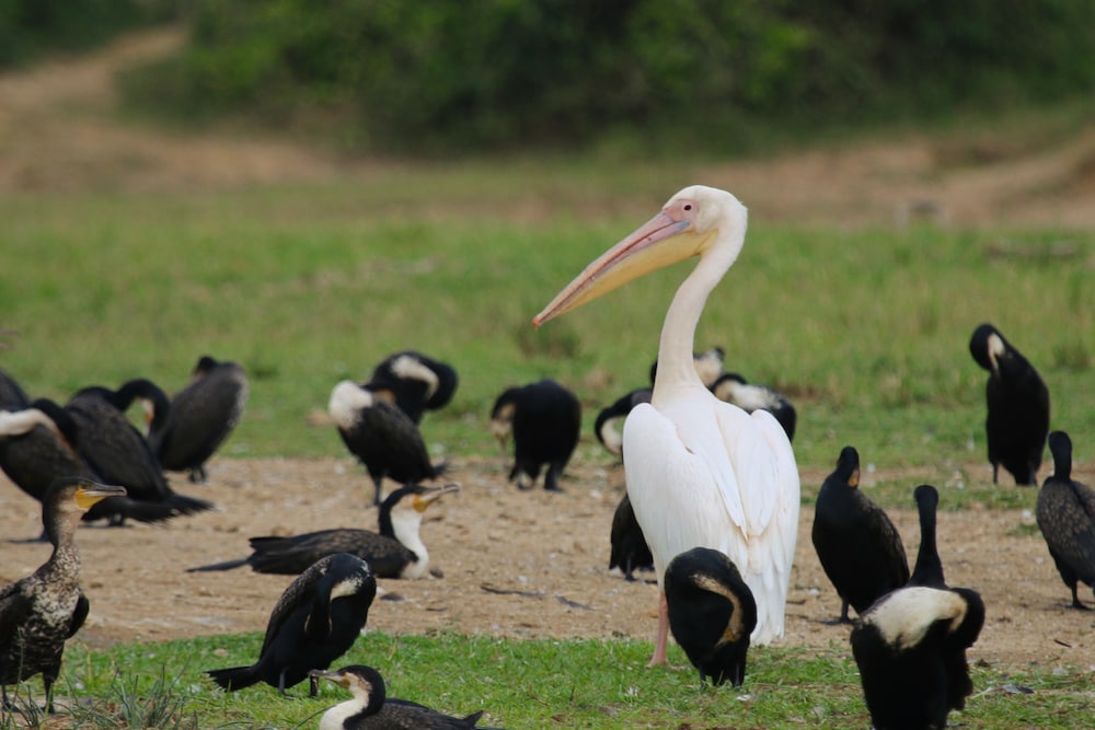 Kasenyi Safari Camp