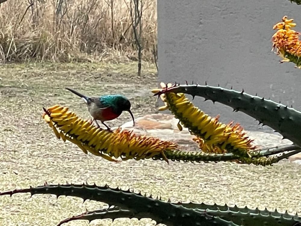 Syeta Bush Lodge