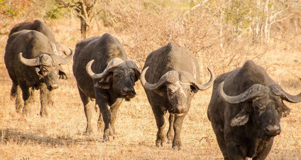 Elandela Private Game Reserve & Luxury Lodge