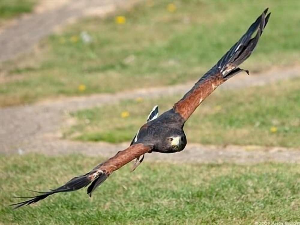 Falcons Nest