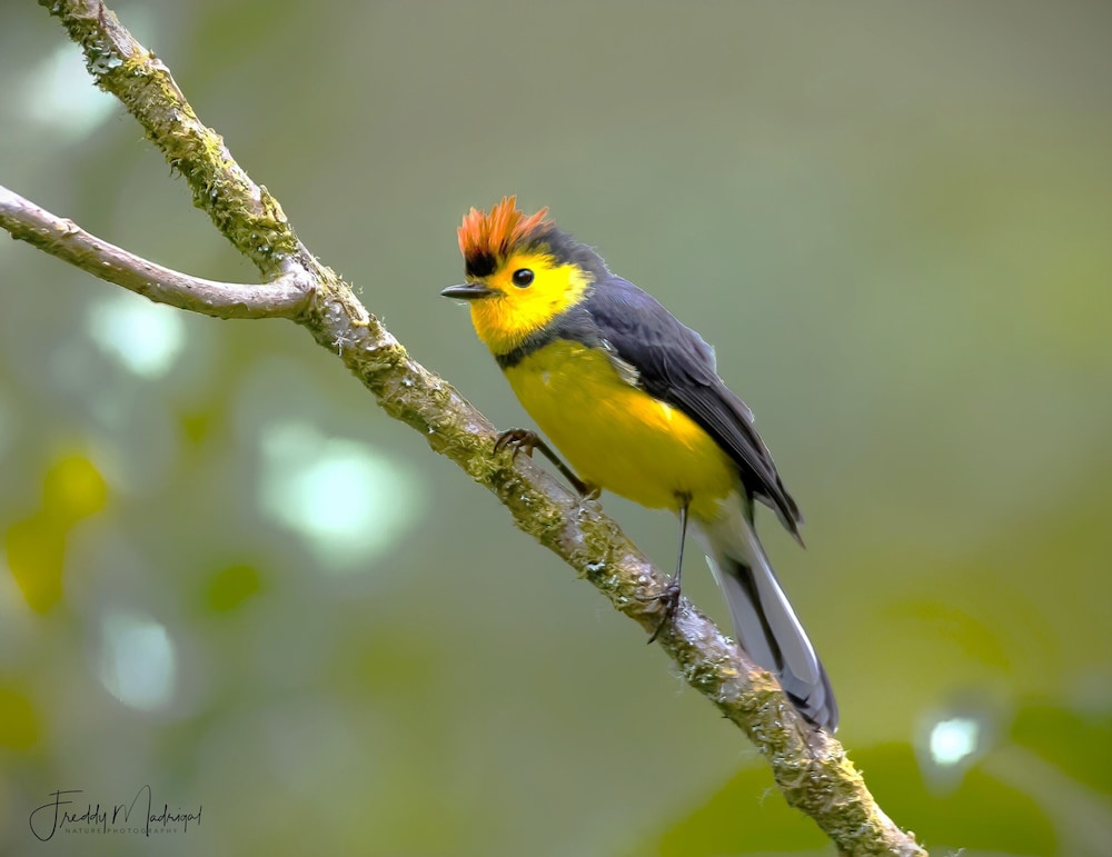 Sueños Natura Birding & Photography