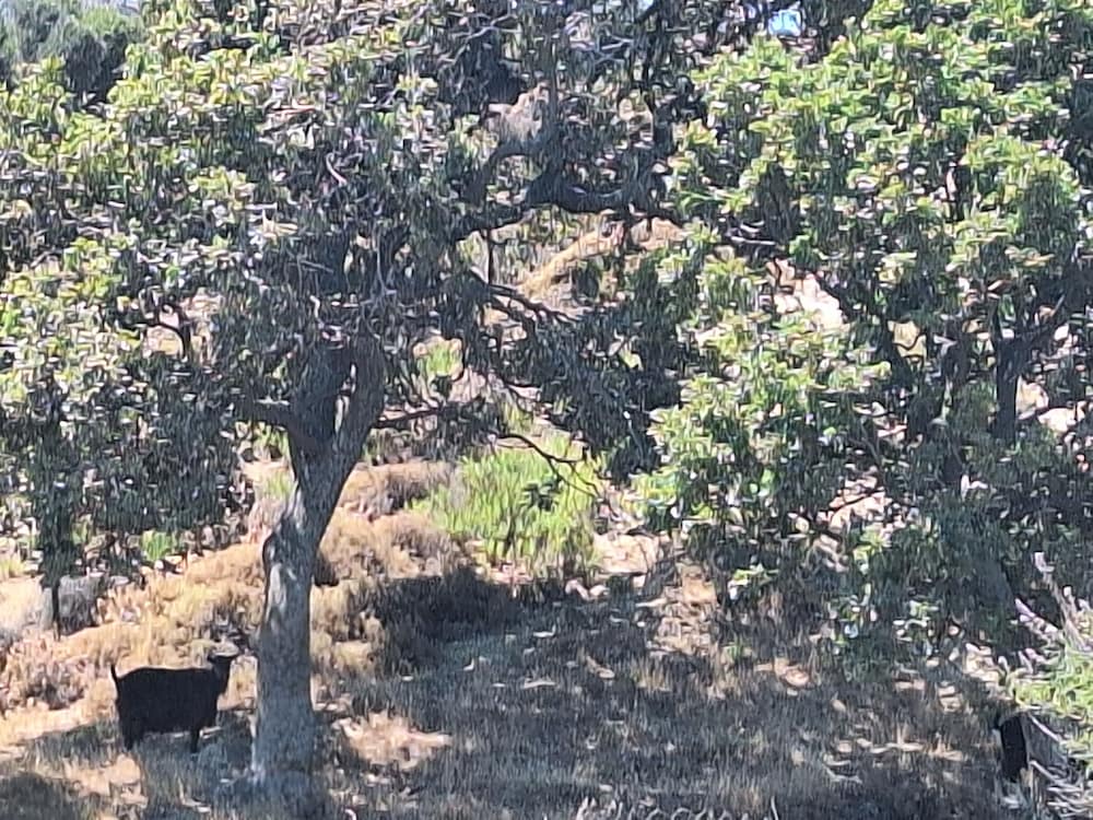Peromitera Imbros