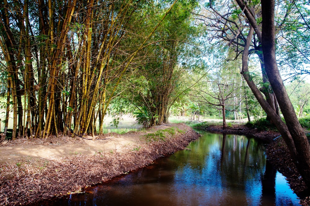 Raintree