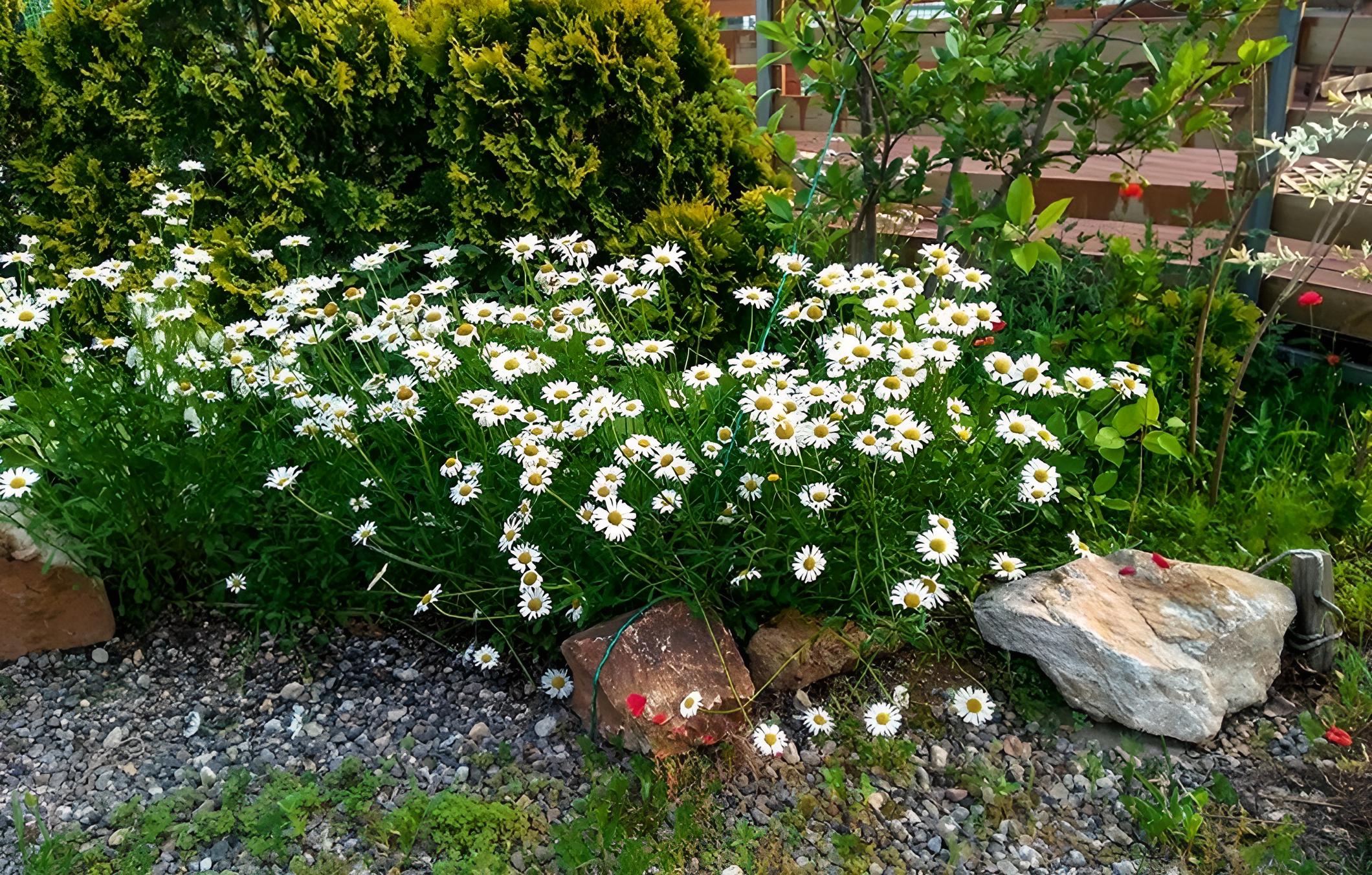 Yongin Byeolbaragi Pension view 5