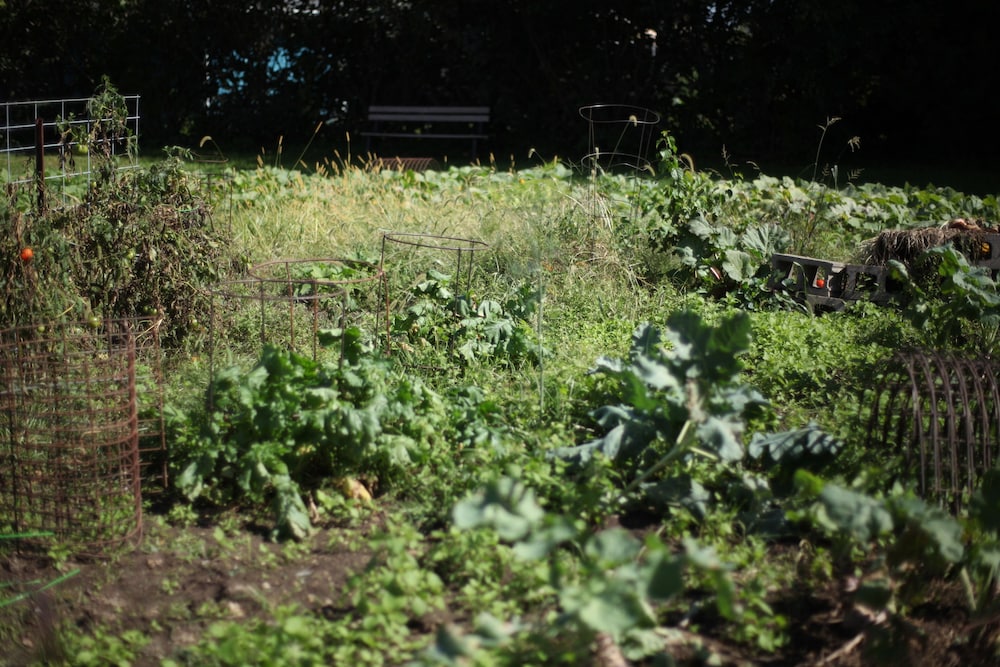 Photo 48