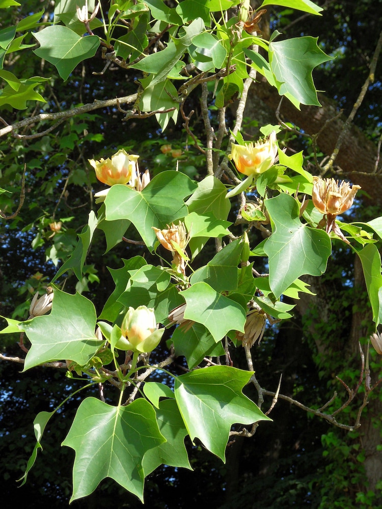 Château de la Motte