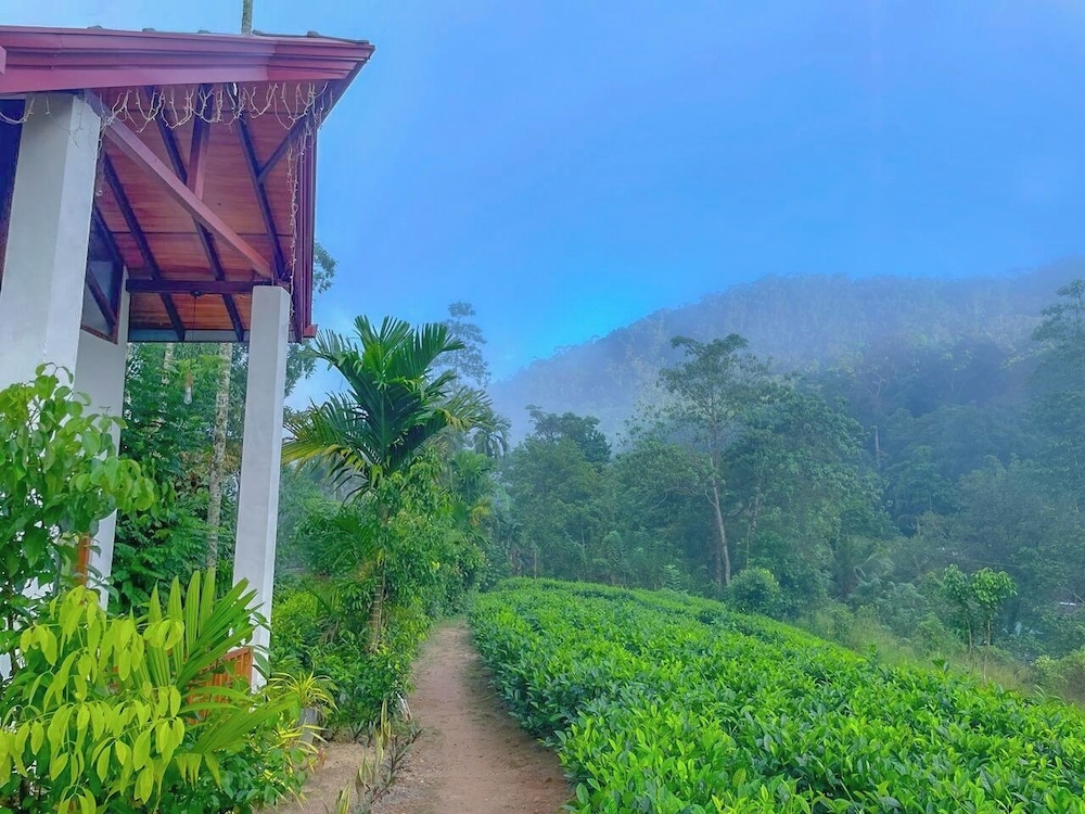 Rain Forest Vibe Sinharaja
