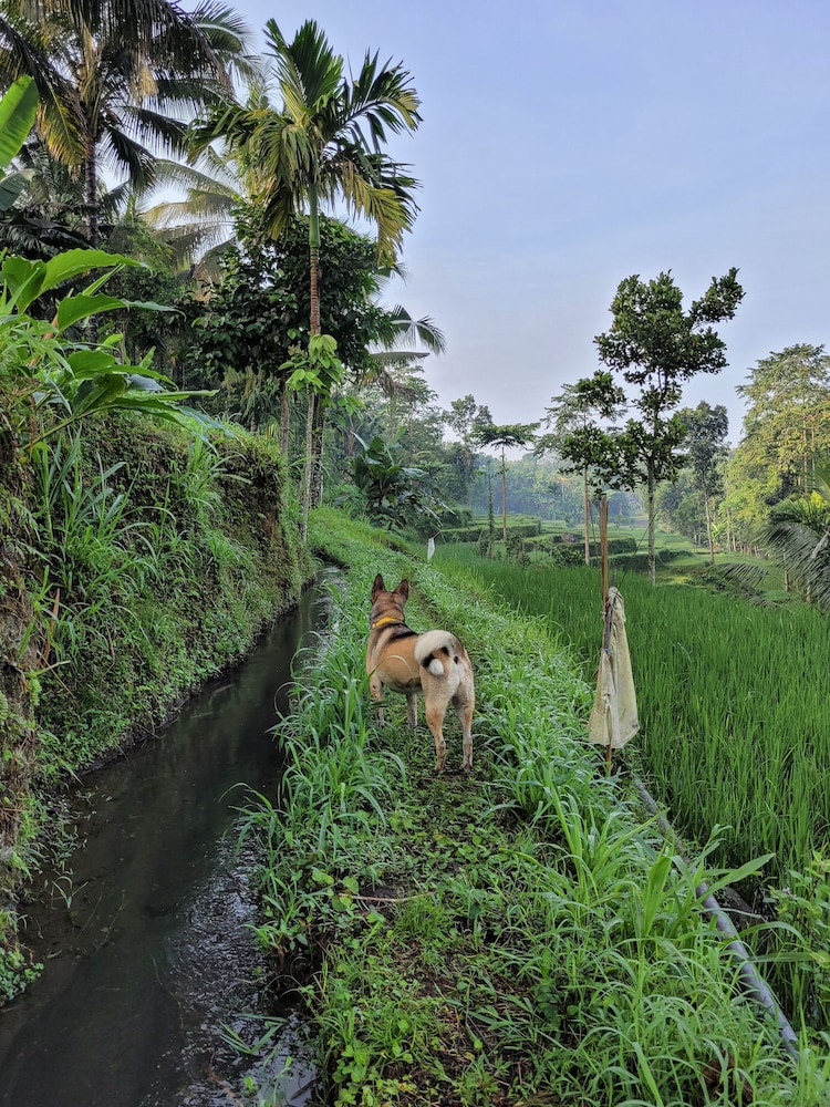Les Rizieres Lombok - Tetebatu