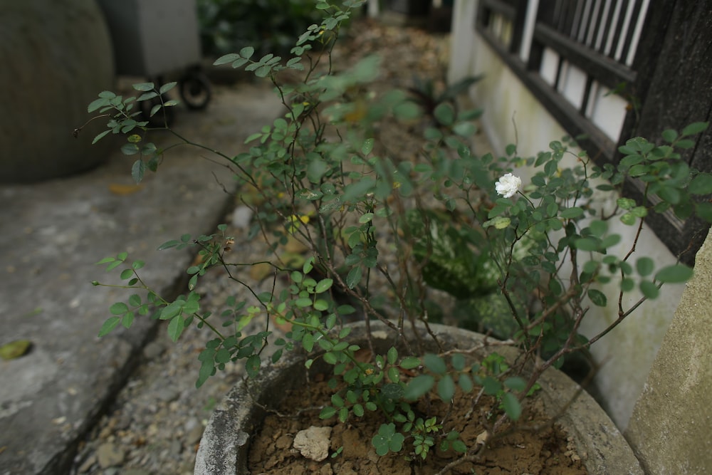 Thuy Bieu Homestay