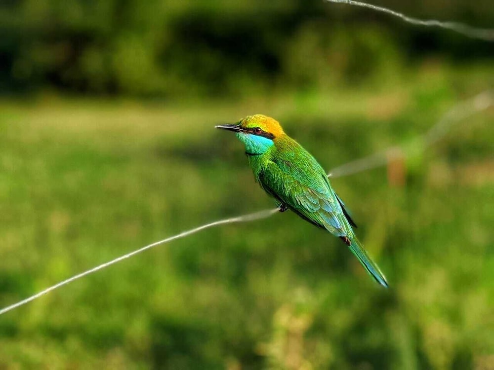 Yala Jungle Haven