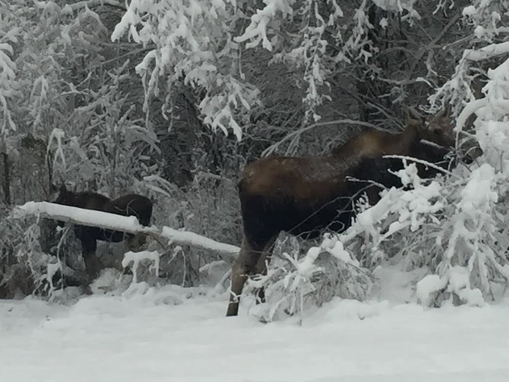 Alaska Grizzly Lodge