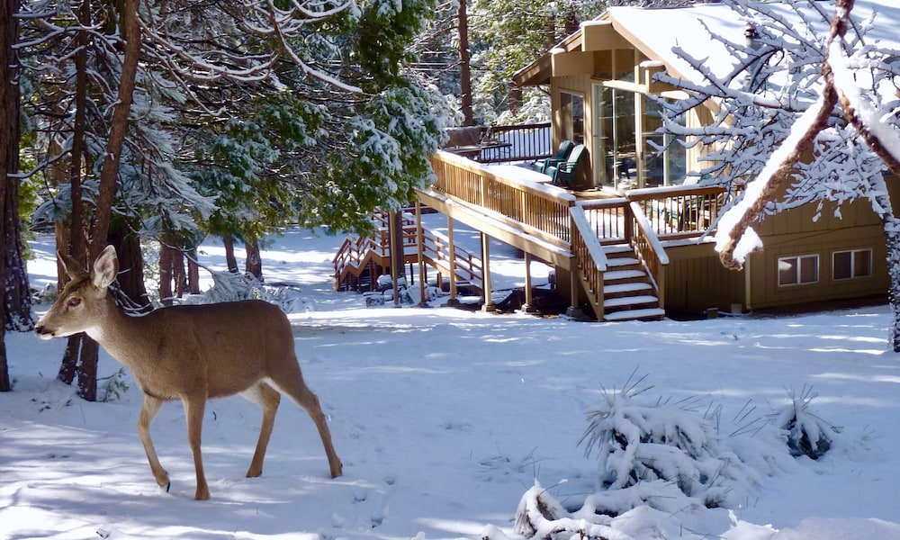Yosemite Scenic Wonders - Wawona Area
