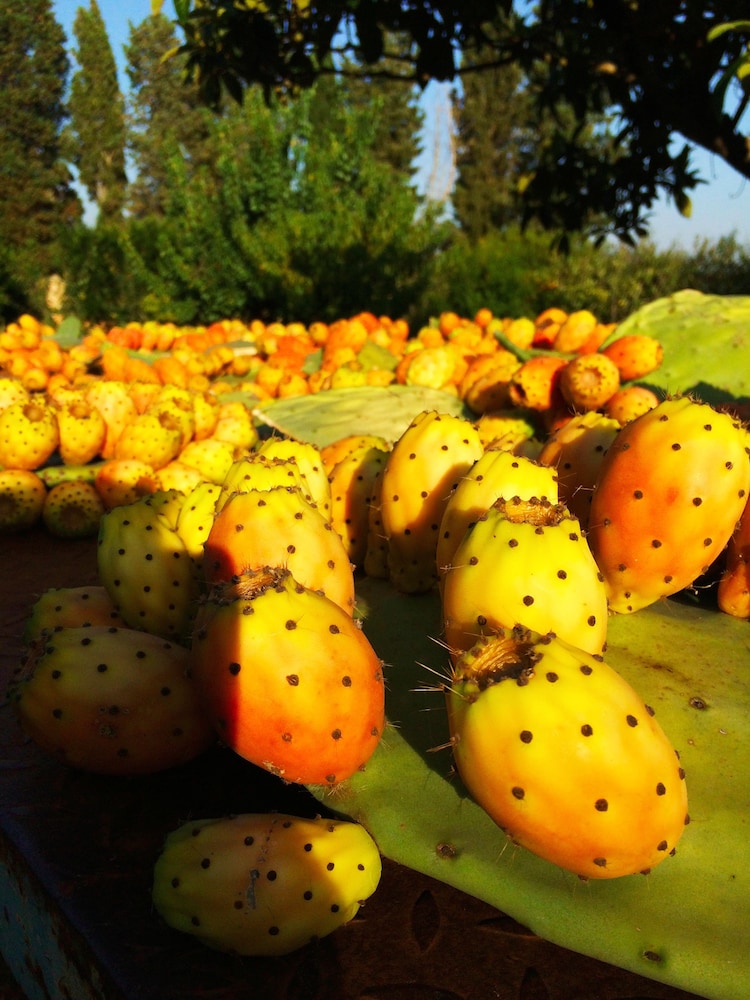 Masseria Pappo