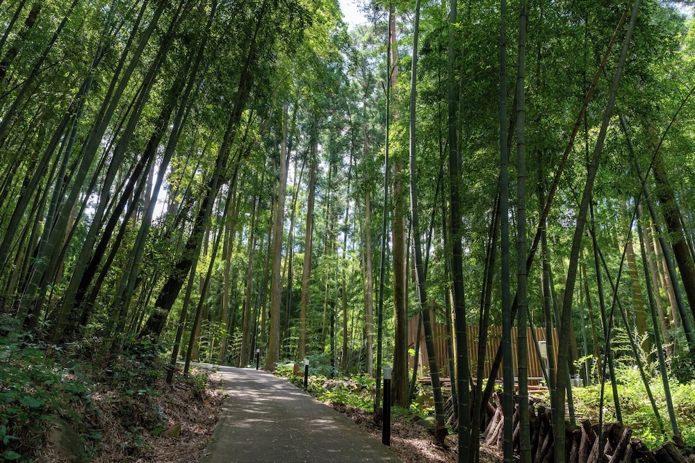 Tsuwabuki-no-Hana, Higashisonogi - 19