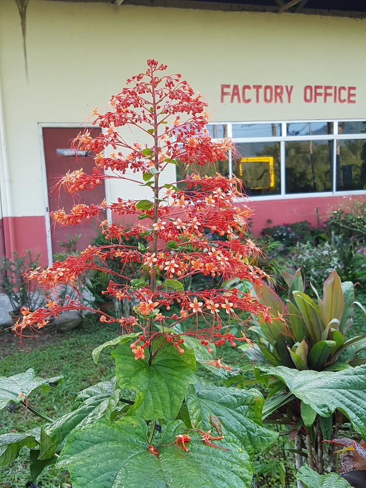 Sabah Tea Resort