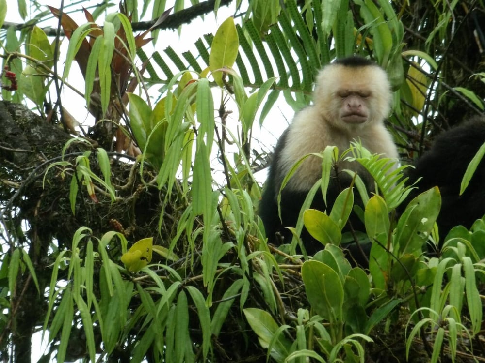 Pura Vidaville - Hiker's Hideaway