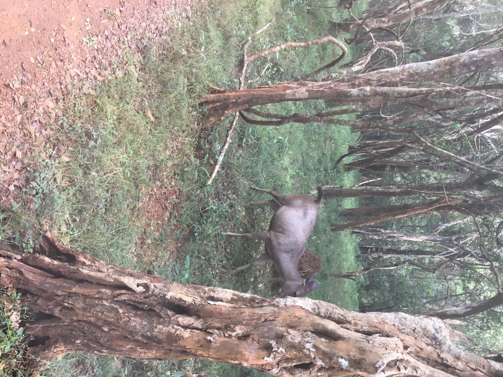 Photo 46