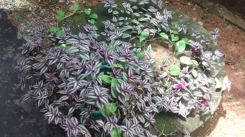 Jungleside House