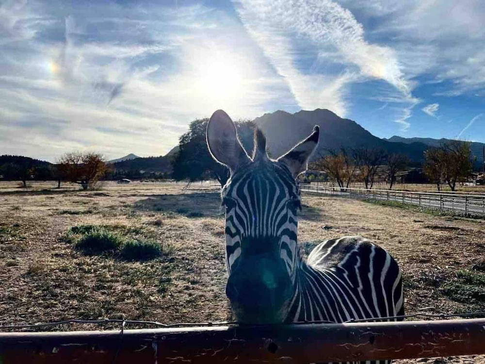 Zebra Refuge Cottage-wild Unique Prescott Stay