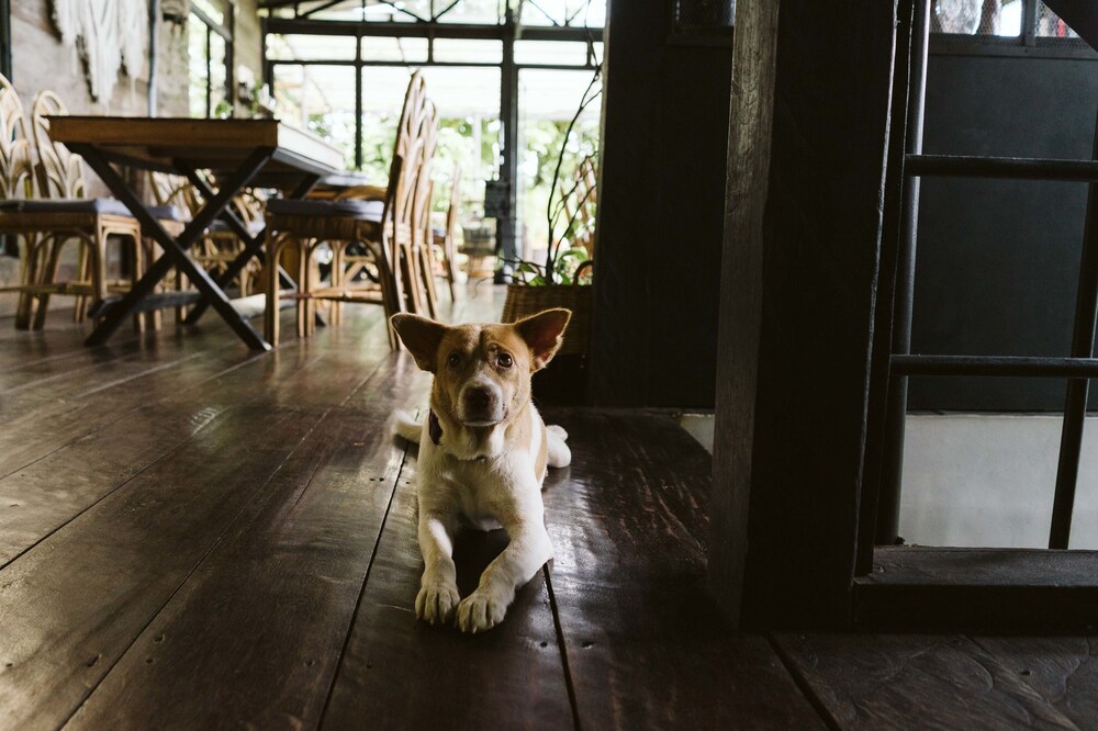 human