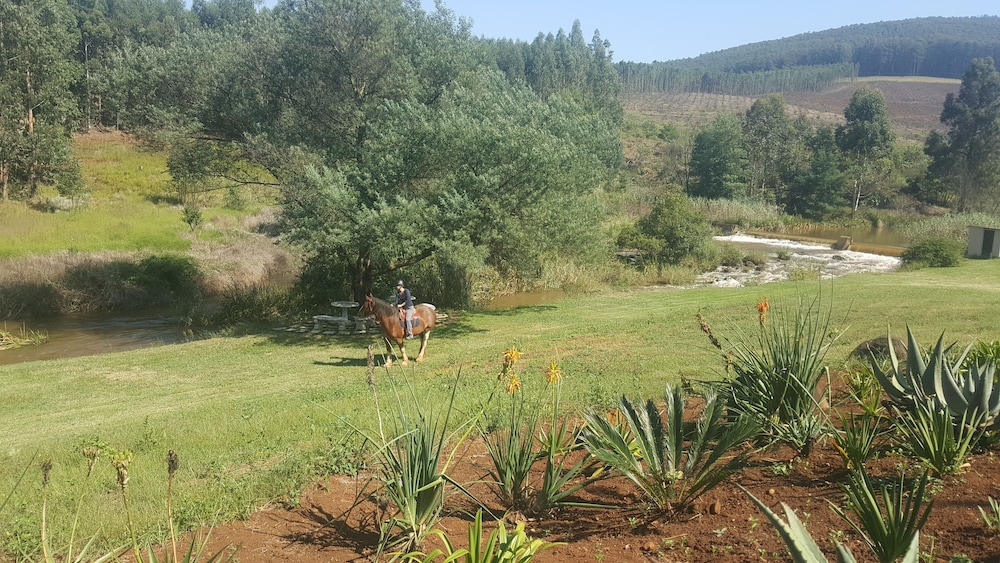 Clydesdale on Lions River