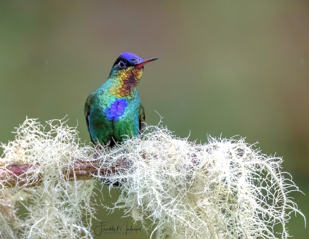 Sueños Natura Birding & Photography