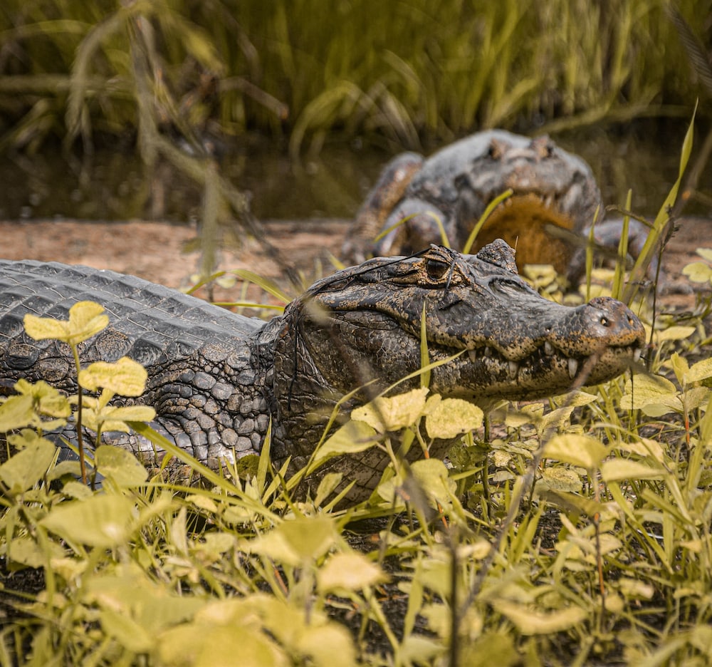 Pousada São João - Estrada Parque Pantanal