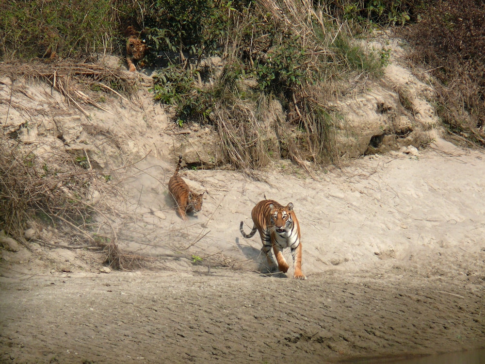 Tigertops Karnali Lodge