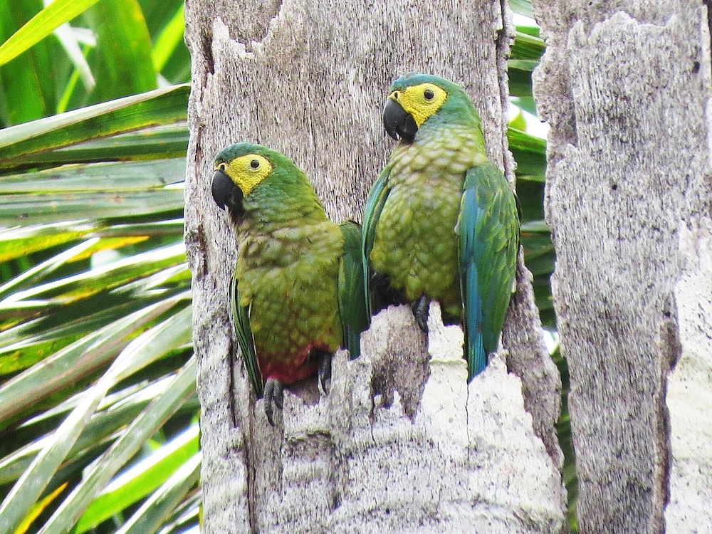 Tambopata Ecolodge