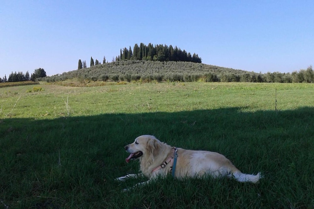 Photo 41