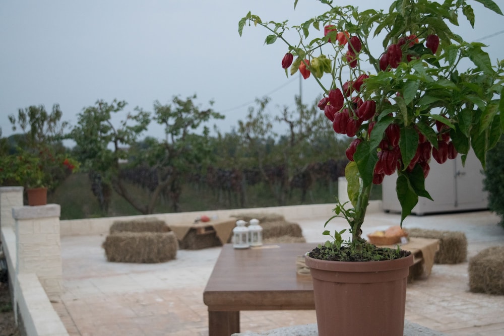 Tenuta Vigna Del Noce view 3