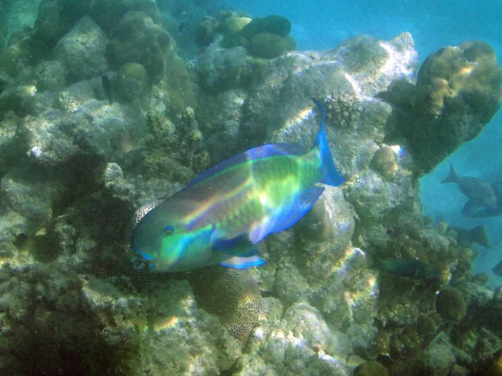 Fairytern Chalets photo 2