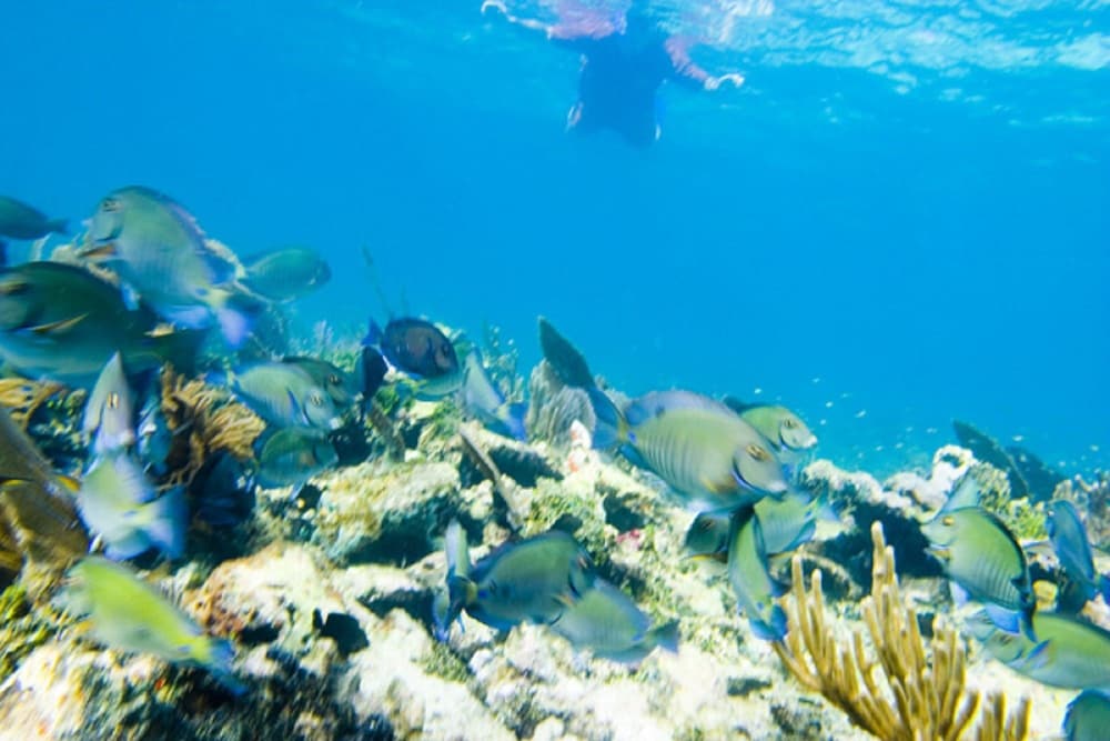 Cotton Tree Lodge