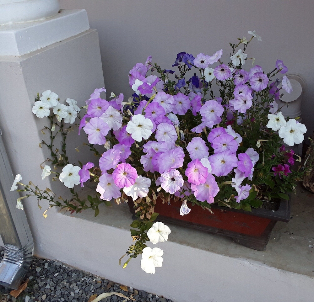 Boer And Brit Self Catering Guest House