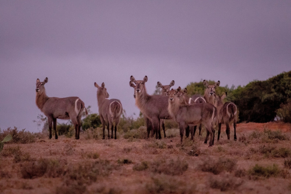 African Safari Lodge