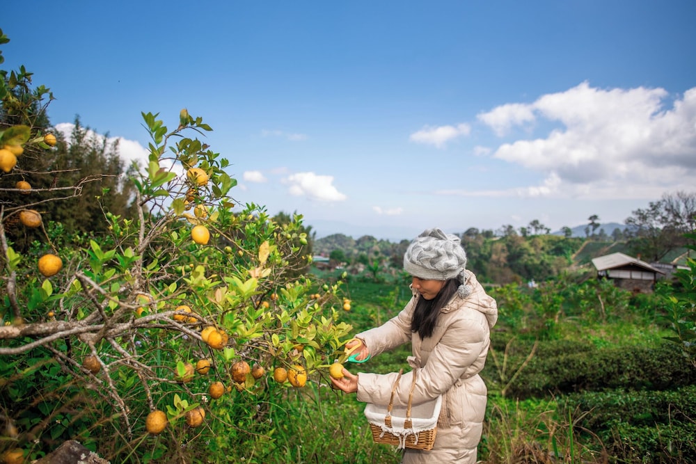 Doi Inthanon Tea Farmstay