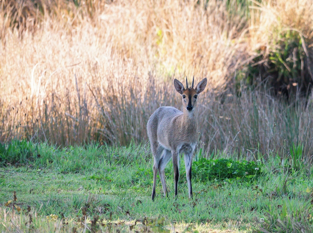 Molweni Kamberg Valley Bed and Breakfast