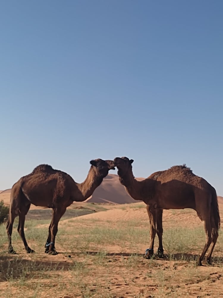 Merzoga luxury desert camp