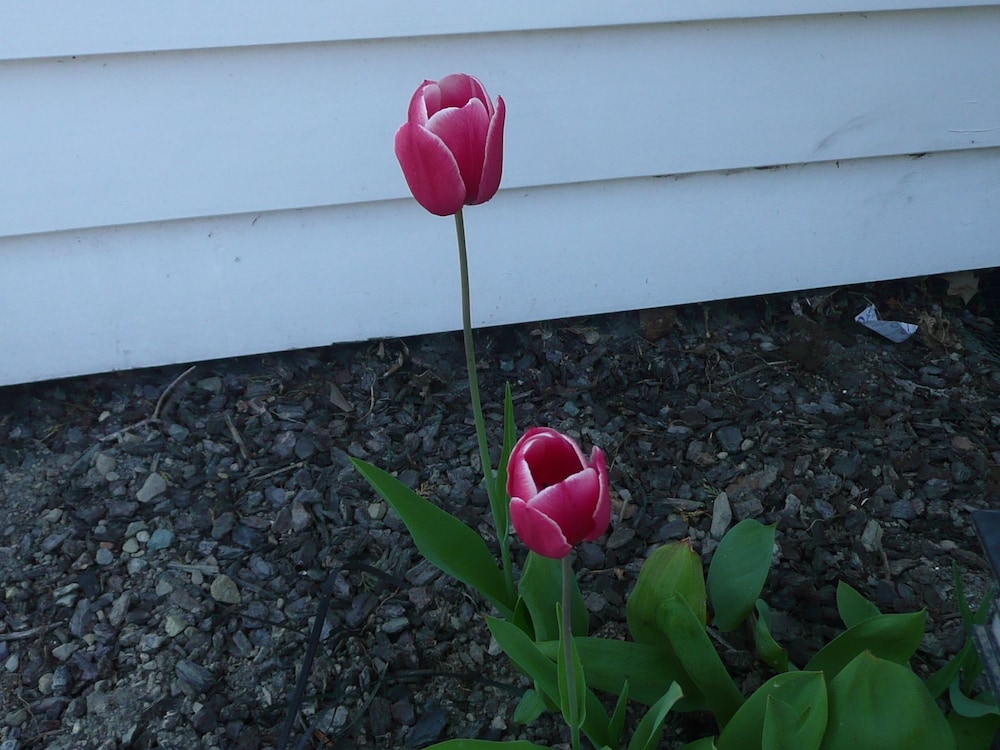 Photo 54