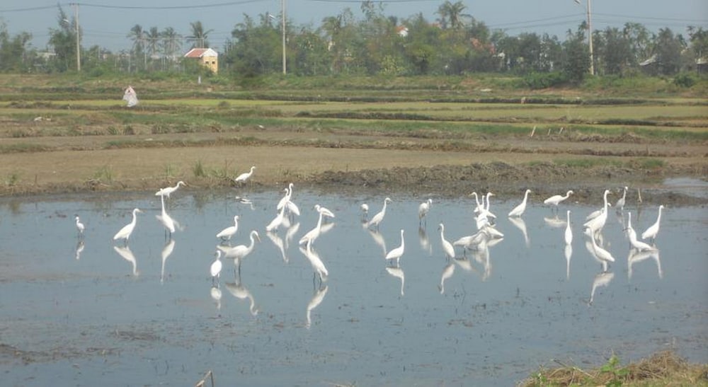 Lila Homestay Hoi An