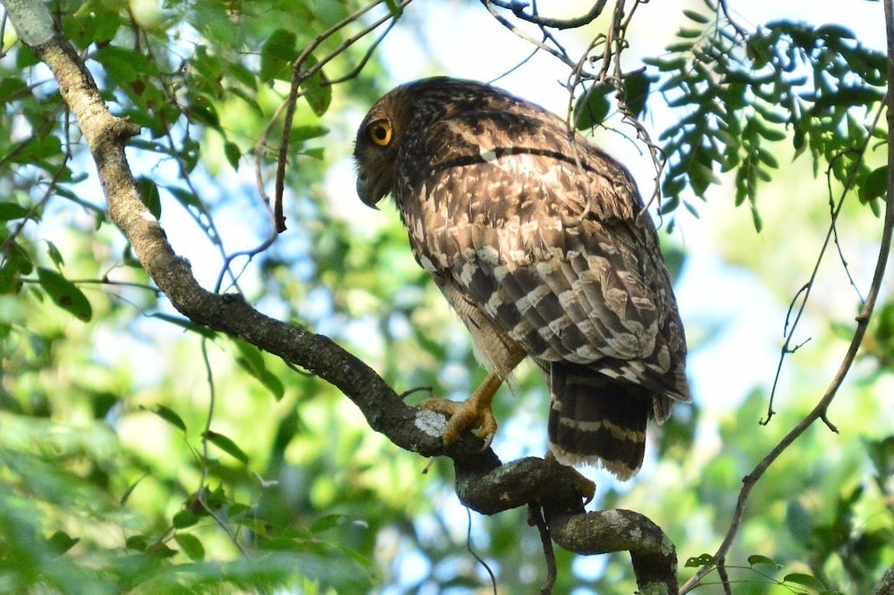 Captains Bird Safari Lodge