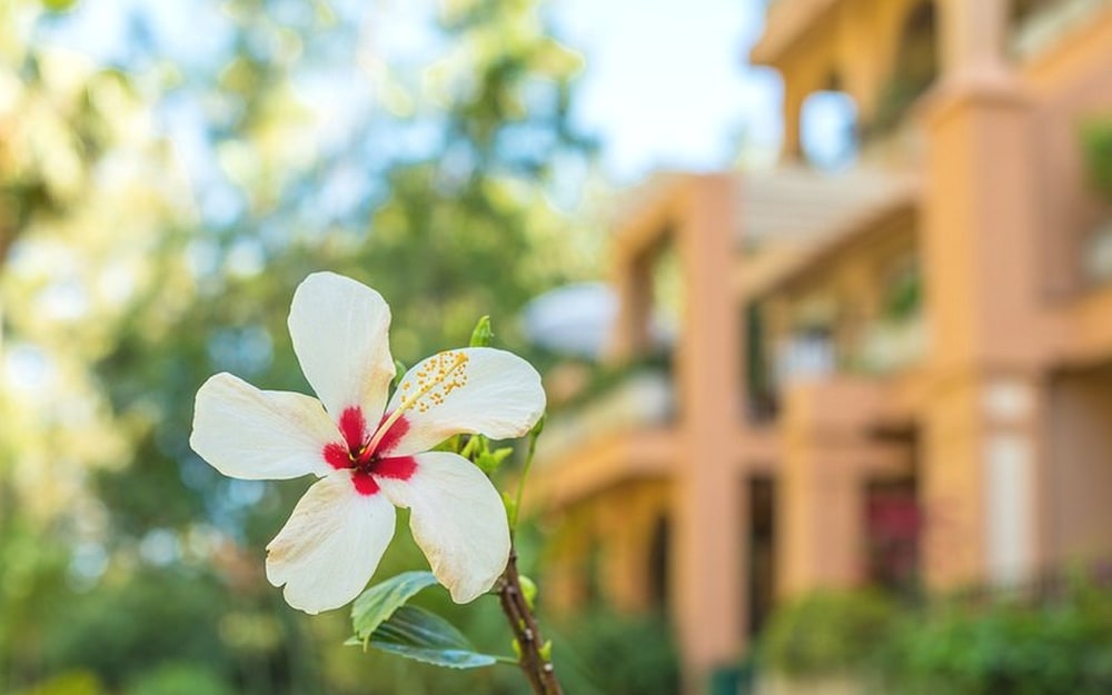 Jardines de Torreblanca | 7 Pax | Torreblanca | 2562-KAW