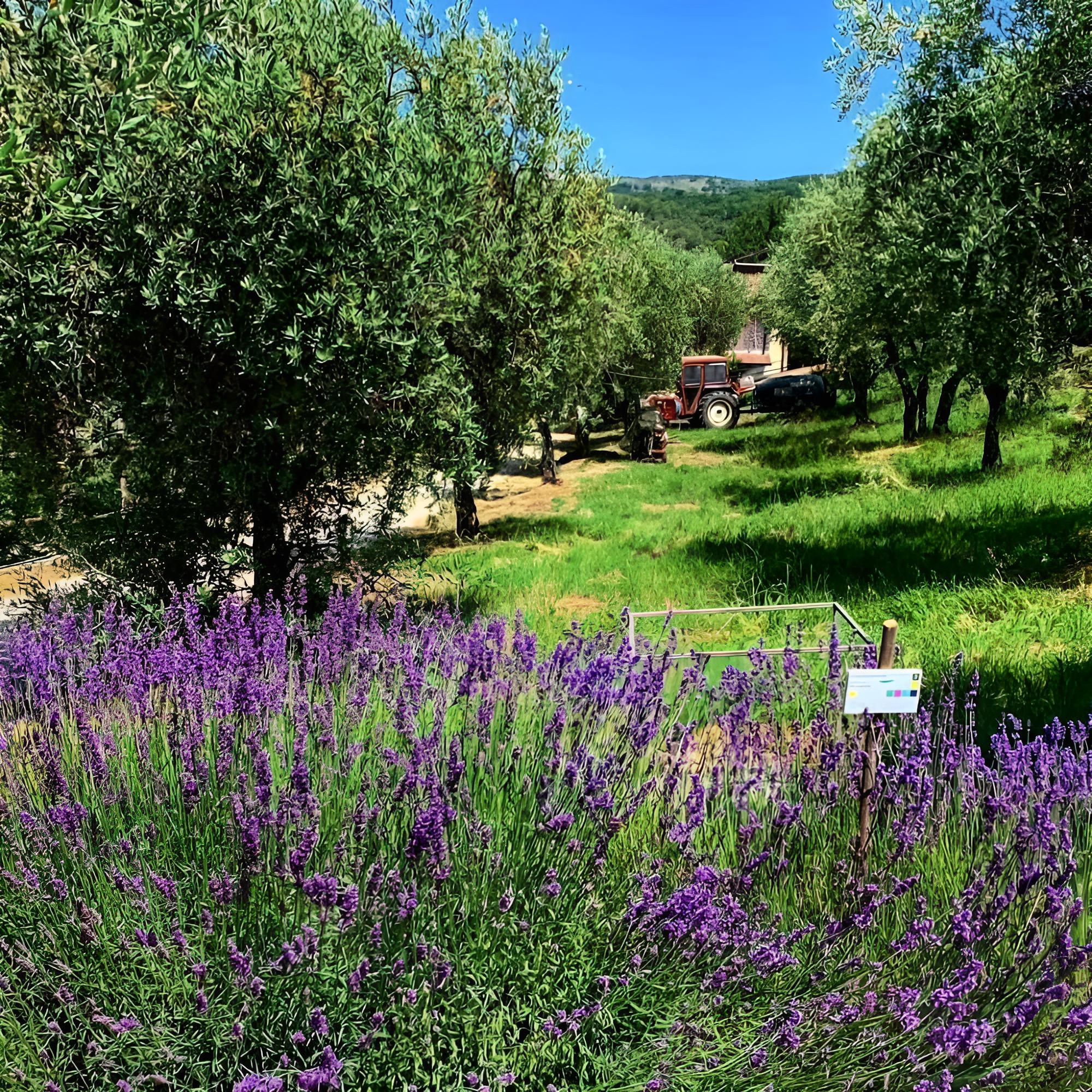 Agriturismo La Rocca degli Ulivi view 4