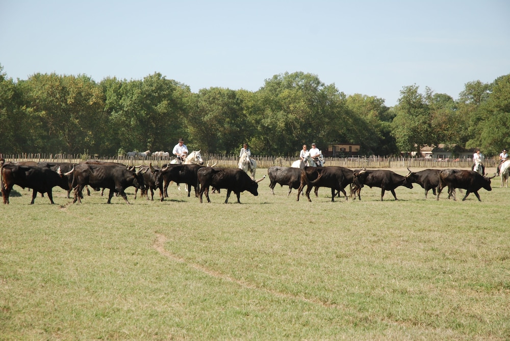 Le Mazet De Jean en Camargue
