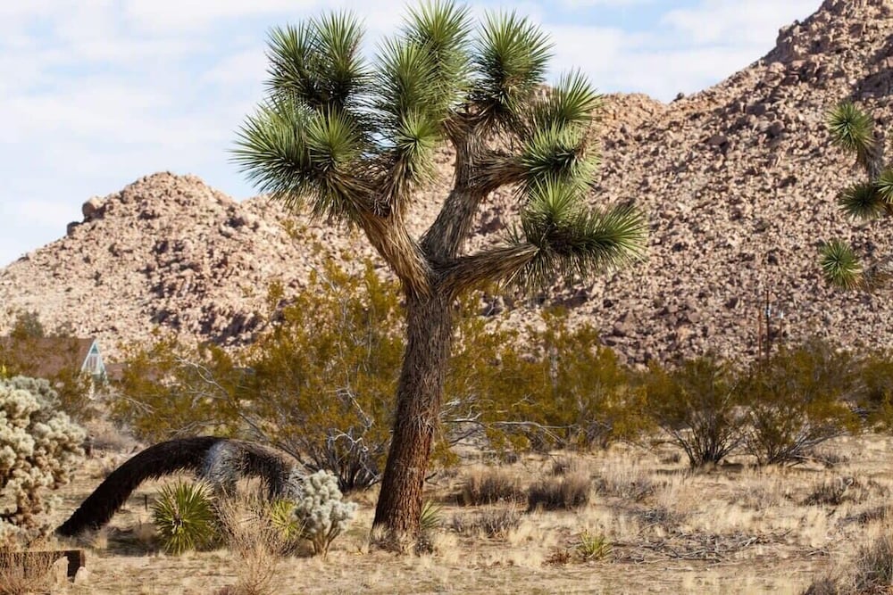 @ Marbella Lane - 10 Acres Oasis Desert Retreat!