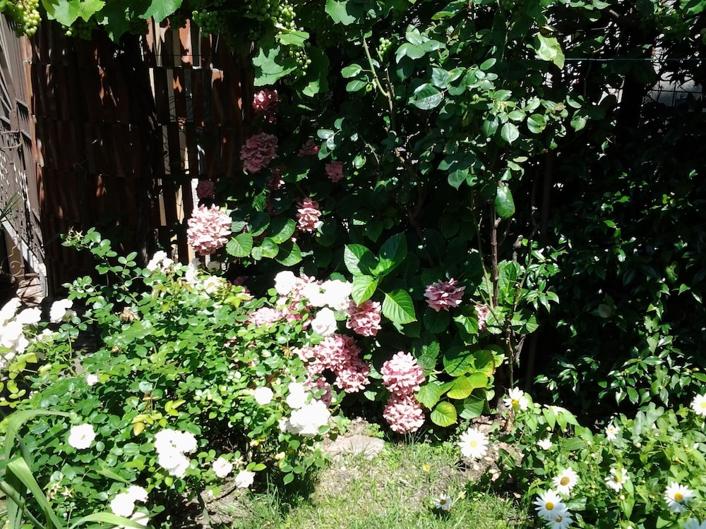 Photo 51