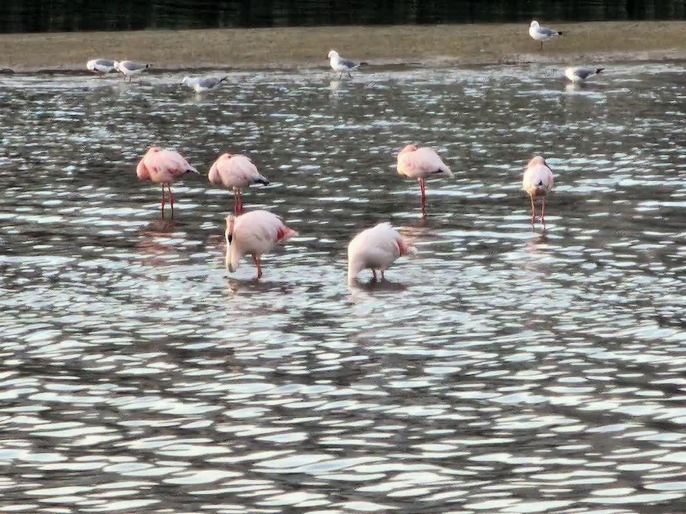 Flamingo Villa at Beach - Pool - Luxury - Solar Back Up