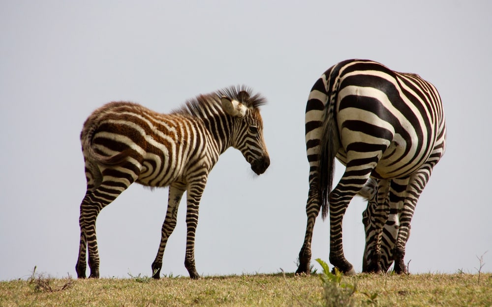 The Vijiji Center Lodge and Safari
