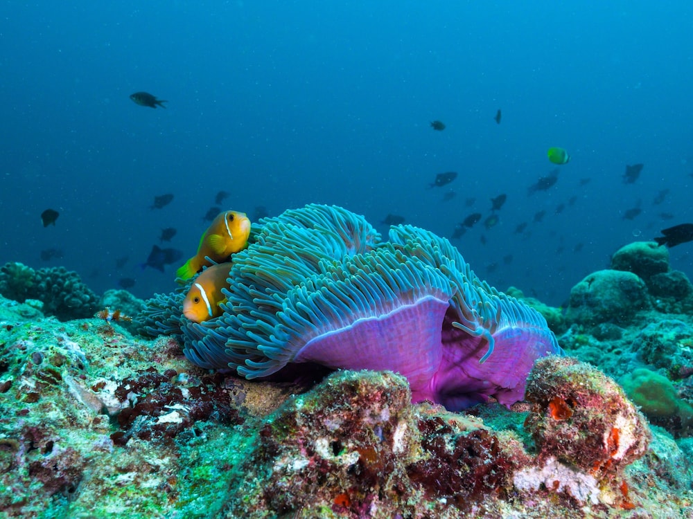 The Nautilus Maldives