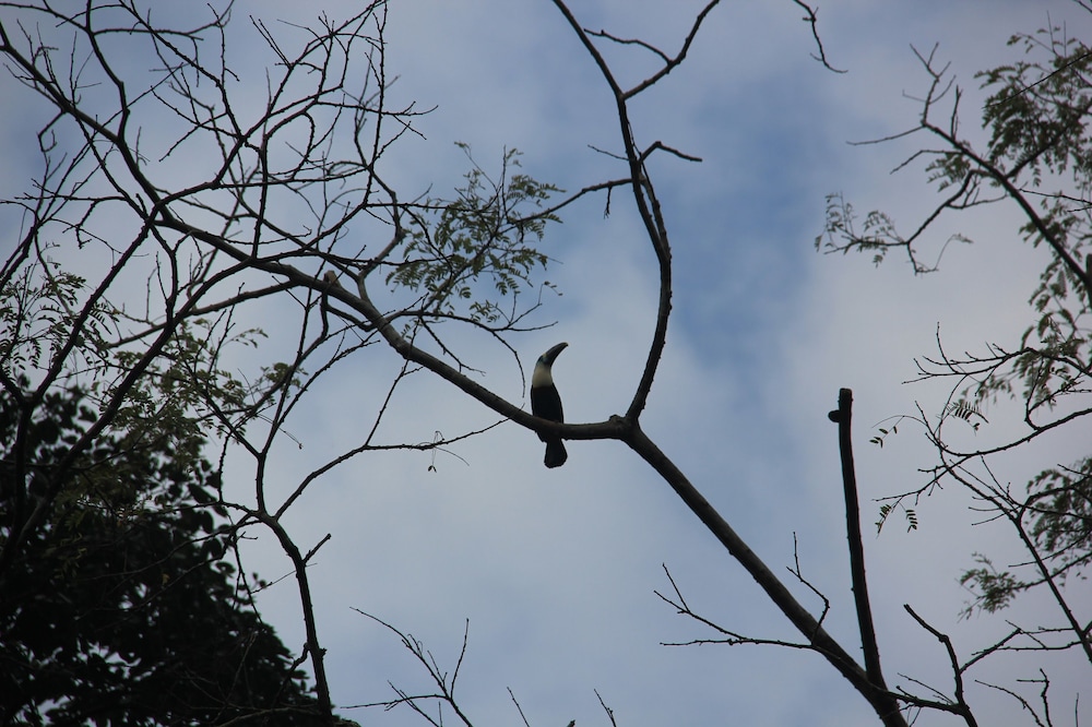Green forest Ecolodge